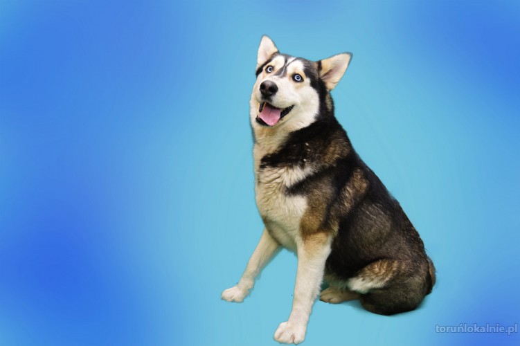 ares-pelen-energii-piekny-husky-mix-57826-psy.jpg