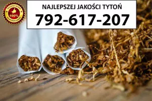 Znakomitej jakości TYTOŃ 80PLN/1KG