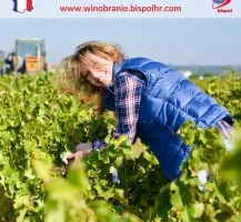 Winobranie 2025