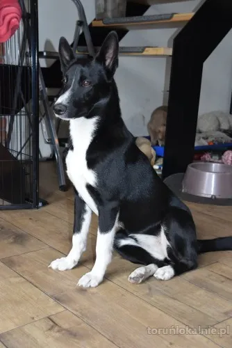 pepa-wesola-przyjazna-suczka-border-mix-szuka-domu-71589-sprzedam.webp