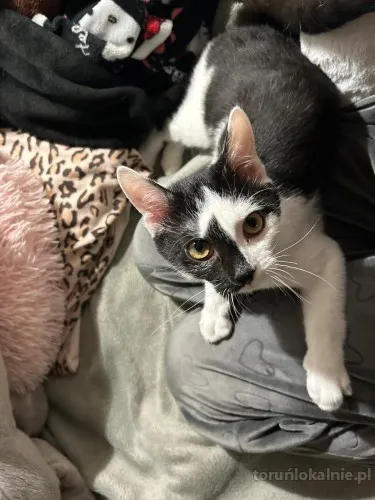 lucek-domowy-kociak-totalny-slodziak-szuka-domu-71597-sprzedam.webp