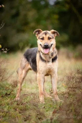 magnus-mlody-niesamowicie-wesoly-i-przyjazny-psiak-71672-torun-na-sprzedaz.webp