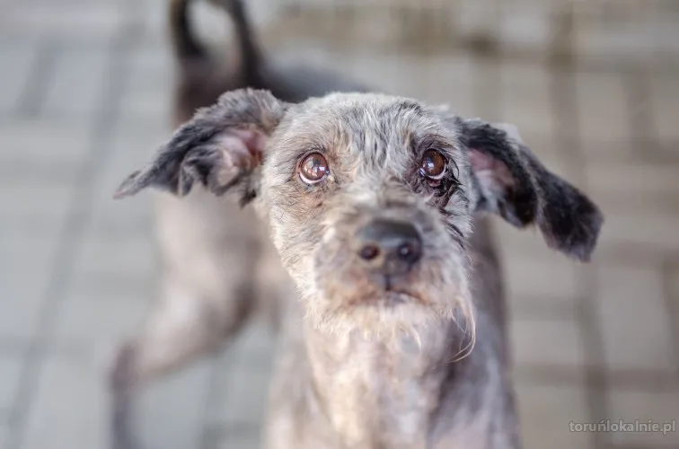 Misiek - przyjazny, wesoły psiak szuka domu!
