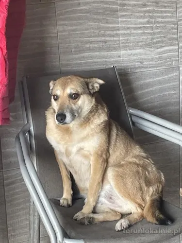 Cudowna Helcia, delikatna, wrażliwa sunia