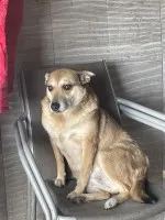 Cudowna Helcia, delikatna, wrażliwa sunia