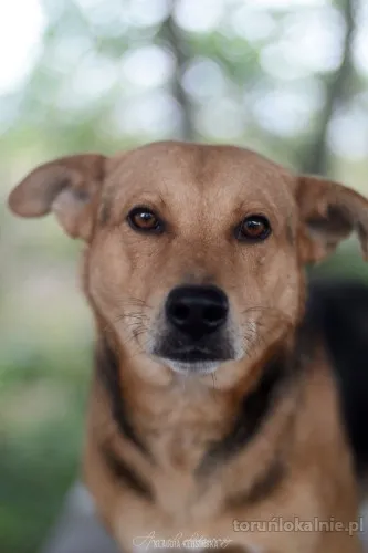 aron-spokojny-psiak-szuka-kochajacego-domu-71773-torun-foto.webp