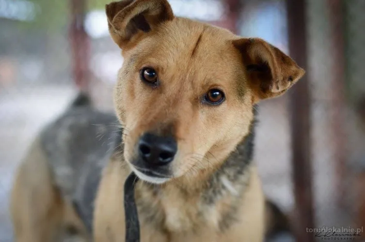 aron-spokojny-psiak-szuka-kochajacego-domu-71773-zdjecia.webp