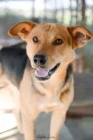 Aron - spokojny psiak szuka kochającego domu!