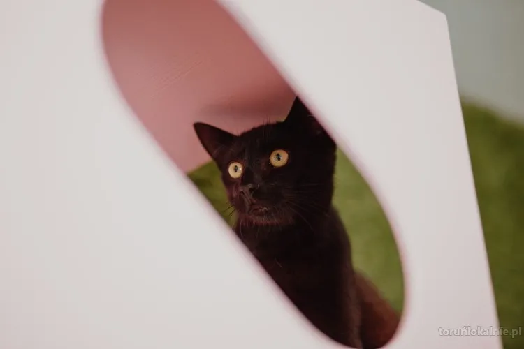 koks-czarny-kot-co-przynosi-szczescie-71834-koty.webp