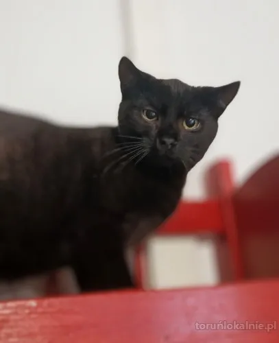 koks-czarny-kot-co-przynosi-szczescie-71834-sprzedam.webp