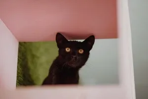 Koks - czarny kot co przynosi szczęście