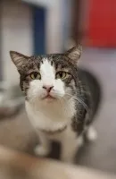 Kibo - roztopi nawet najtwardsze serca!