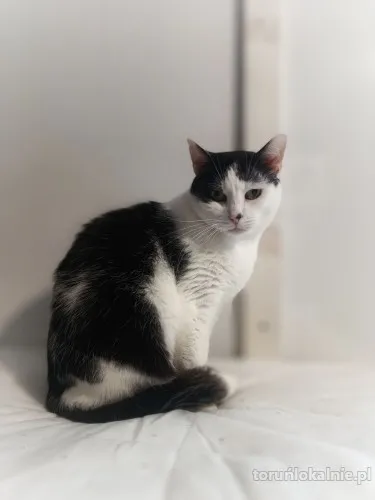 drucik-spokojny-lagodny-kotek-szuka-domu-71837-sprzedam.webp