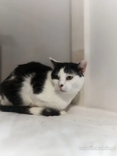 drucik-spokojny-lagodny-kotek-szuka-domu-71837-torun.webp