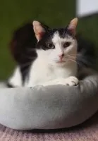 Drucik - spokojny, łagodny kotek szuka domu!