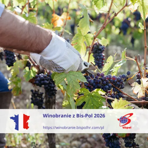 Winobranie 2026