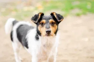 Żuczek - niewielki mix terrierka szuka domu!