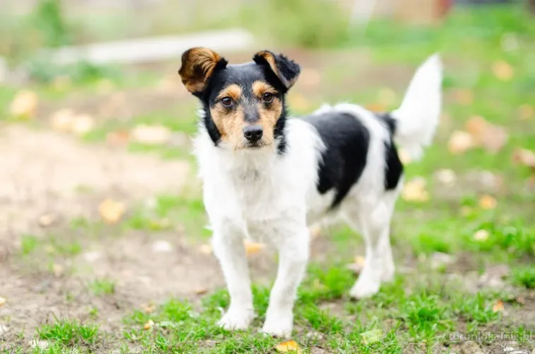 zuczek-niewielki-mix-terrierka-szuka-domu-72129-psy.webp