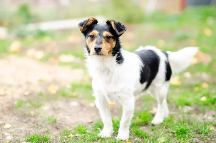 zuczek-niewielki-mix-terrierka-szuka-domu-72129-sprzedam.webp