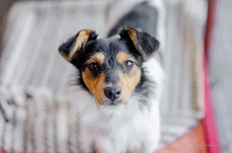 zuczek-niewielki-mix-terrierka-szuka-domu-72129-torun.webp