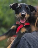 Płotka - młoda terrierka, wesoła, przyjazna sunia!