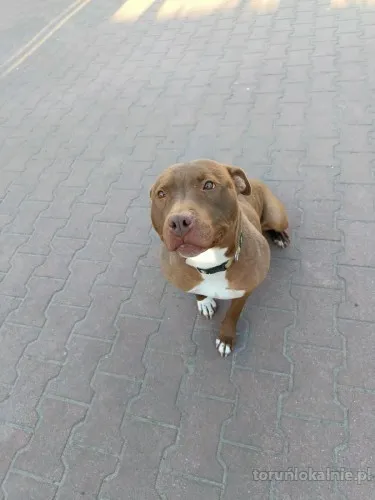 megi-wyjatkowa-sunia-w-typie-pitbulla-szuka-domu-72220-psy.webp
