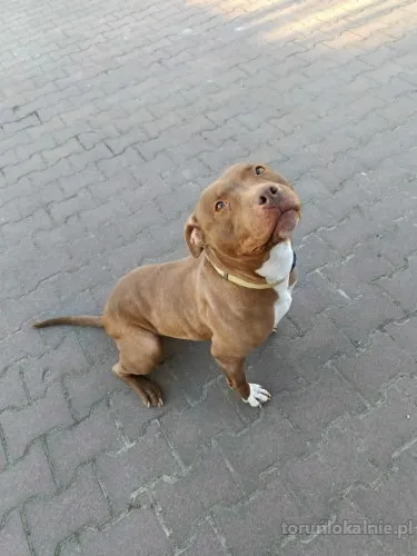 megi-wyjatkowa-sunia-w-typie-pitbulla-szuka-domu-72220-zdjecia.webp