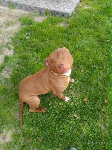 Megi wyjątkowa sunia w typie pitbulla szuka domu